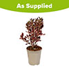 Coprosma Eclipse