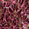 Coprosma Eclipse