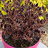 Coprosma Eclipse
