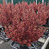 Coprosma Eclipse