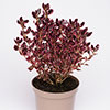 Coprosma Eclipse
