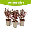 Coprosma Eclipse