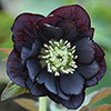 Hellebore Double Ellen Black