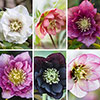 Hellebore Double Ellen Collection