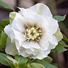 Hellebore Double Ellen Collection
