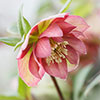 Hellebore Double Ellen Collection
