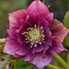 Hellebore Double Ellen Collection