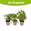Hellebore Double Ellen Pink