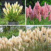 Pampas Grass Collection