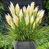 Pampas Grass Collection