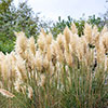 Pampas Grass Collection