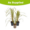 Pampas Grass Collection
