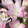 Agapanthus Blush Pink Agapanthus Blush Pink