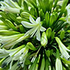 Agapanthus Emerald Ice
