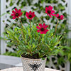 Cosmos Cherry Chocolate