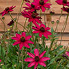 Cosmos Cherry Chocolate