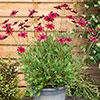 Cosmos Cherry Chocolate