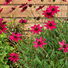 Cosmos Cherry Chocolate