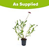 Cosmos Cherry Chocolate