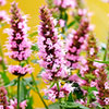 Agastache Beelicious Pink