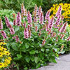 Agastache Beelicious Pink