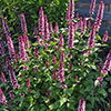 Agastache Beelicious Pink