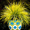 Lomandra Miners Gold