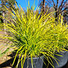 Lomandra Miners Gold