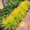 Lomandra Miners Gold