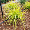 Lomandra Miners Gold