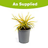 Lomandra Miners Gold