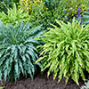 Hosta Twist and Shout Collection Hosta Twist and Shout Collection