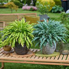 Hosta Twist and Shout Collection Hosta Twist and Shout Collection