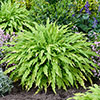 Hosta Twist and Shout Collection Hosta Twist and Shout Collection
