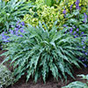 Hosta Twist and Shout Collection Hosta Twist and Shout Collection