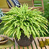 Hosta Twist and Shout Collection Hosta Twist and Shout Collection