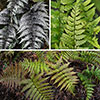 Hardy Fern Collection