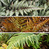 Hardy Fern Collection