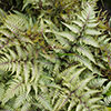 Hardy Fern Collection