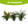 Hardy Fern Collection