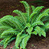 Polystichum munitum Polystichum munitum