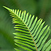 Polystichum munitum Polystichum munitum