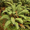 Polystichum munitum Polystichum munitum