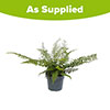 Polystichum munitum Polystichum munitum