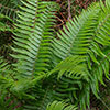 Colourful Hardy Fern Collection Colourful Hardy Fern Collection