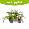 Colourful Hardy Fern Collection Colourful Hardy Fern Collection