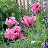 Papaver Pink Perfection Poppy Papaver Pink Perfection Poppy