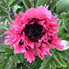 Papaver Pink Perfection Poppy Papaver Pink Perfection Poppy