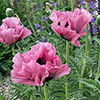 Papaver Pink Perfection Poppy Papaver Pink Perfection Poppy