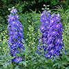 Delphinium Delgenius Glitzy